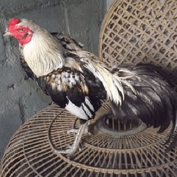 Warna Ayam Pamangon Wido Yang Bagus : Ciri-ciri Ayam ...